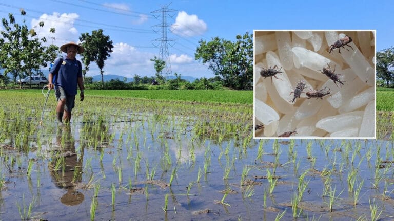 Nature’dan Korkutan Uyarı: Böcek İstilası Ekonomiyi Tehdit Ediyor!