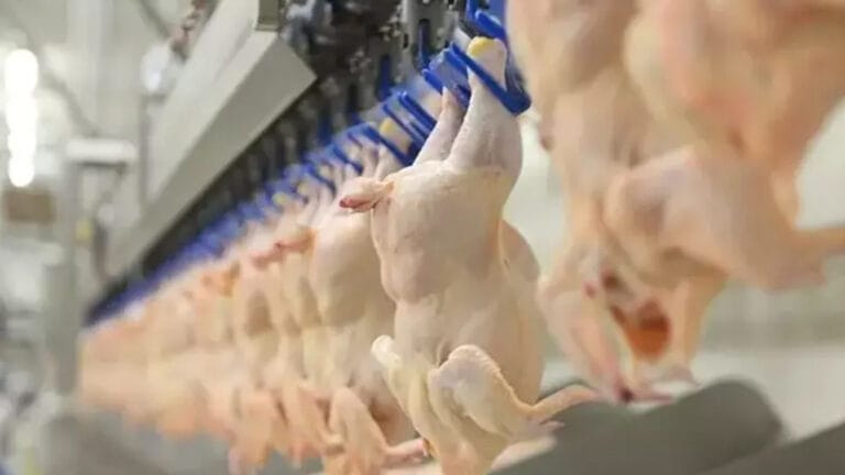 Tavuk Fiyatlarında Şok Gelişme! Bakanlık Devrede